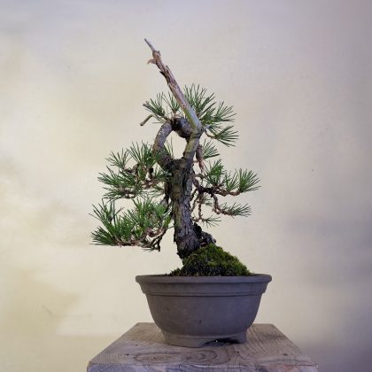 JAPANESE BLACK PINE