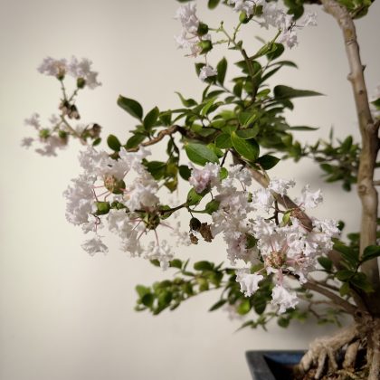 WHITE FLOWERING CREPE MYRTLE