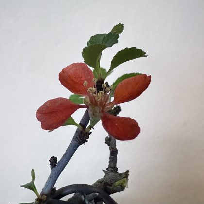 CHOJUBAI QUINCE